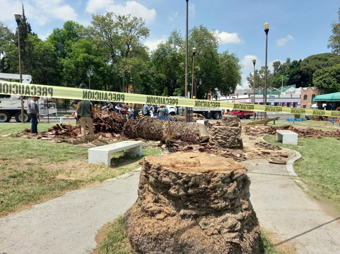 Palmeras taladas que antes formaban parte del parque Analco. Foto La Jornada Oriente