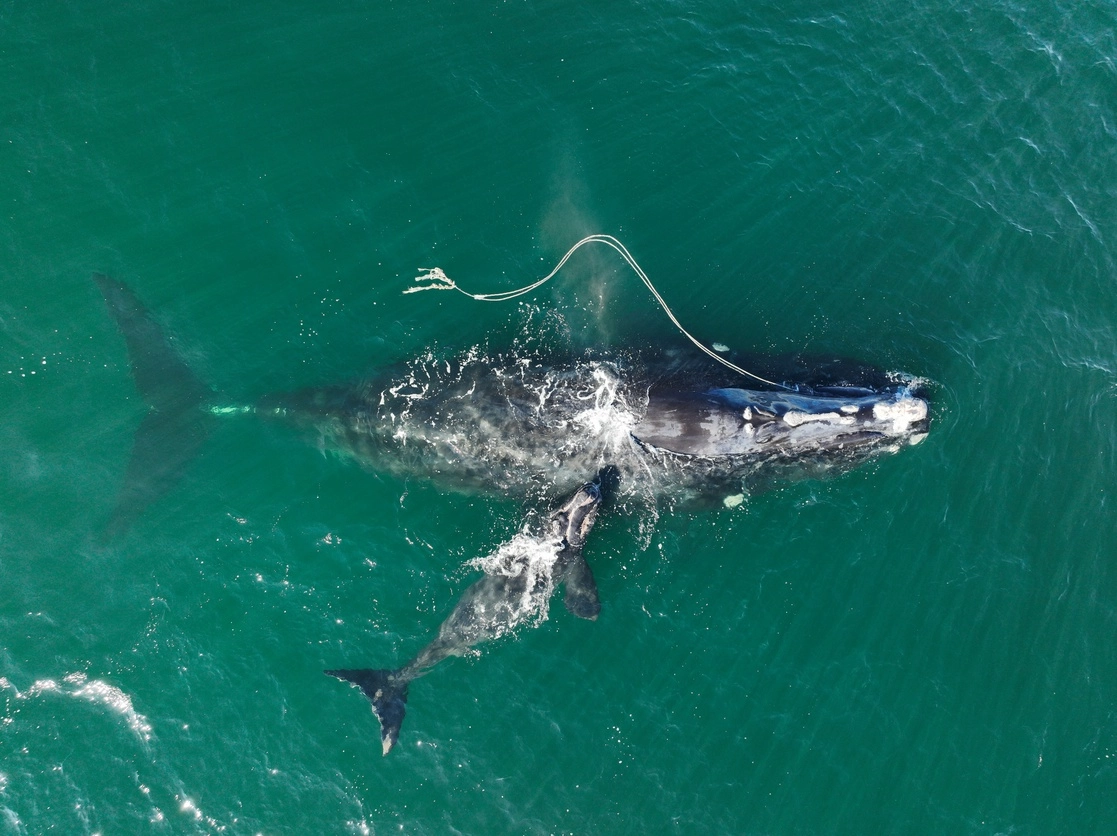 Una ballena franca del Atlántico norte, en riesgo de desaparecer, enredada en una cuerda de pesca con una cría recién nacida, en aguas cercanas a la isla de Cumberland, Georgia. Foto Ap