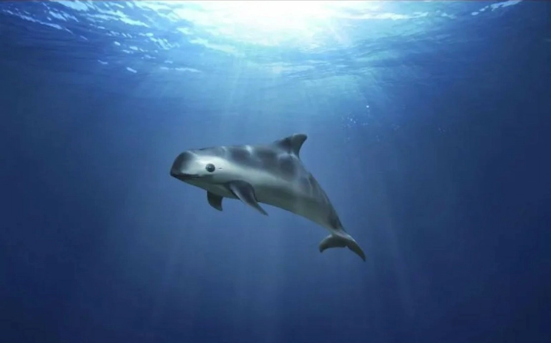 Ante el muy reducido números de ejemplares de la vaquita marina, científicos consideran como inevitable su extinción. Foto Ap / Archivo