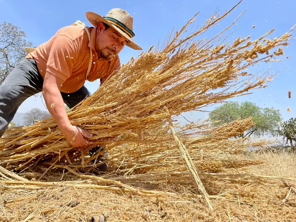 Se requieren funcionarios que conozcan profundamente al país y en particular el campo mexicano y que valoren la agricultura campesina, su capacidad productiva y su cultura comunitaria. Foto Roberto García Ortiz / Archivo

