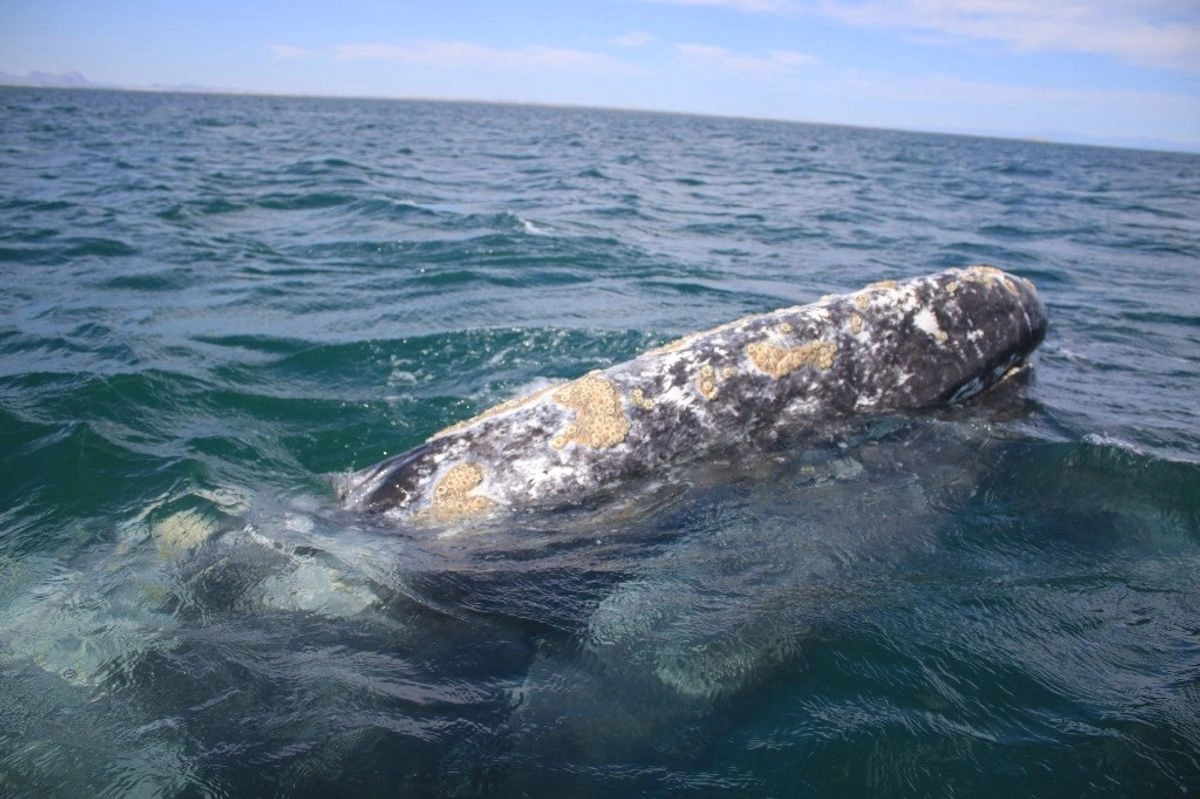 Ejemplar de ballena gris en imagen de archivo. Foto 