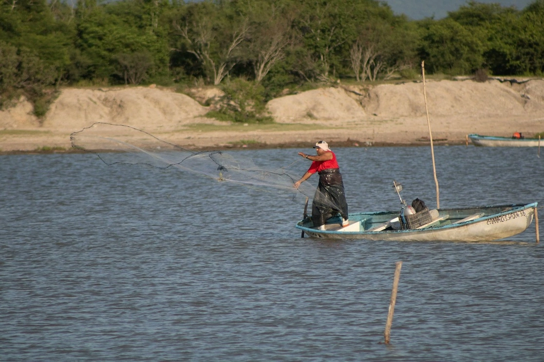 La Semar y la Conapesca hicieron un exhorto a pescadores que realizan sus actividades en costas de Baja California a denunciar la colocación ilegal de trampas y captura ilícita de langosta roja. Foto tomada de la cuenta de Twitter @Conapesca / Archivo