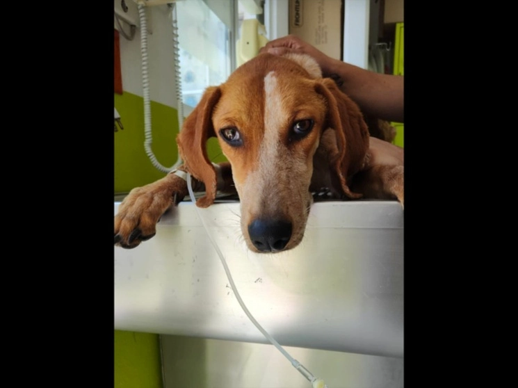 Se prevé además realizar una fiesta con algún grupo de rock para recaudar fondos para la atención de Génesis, una perrita de un año, cuya tráquea fue perforada. Foto cortesía doctor Wenceslao Tovar Álvarez