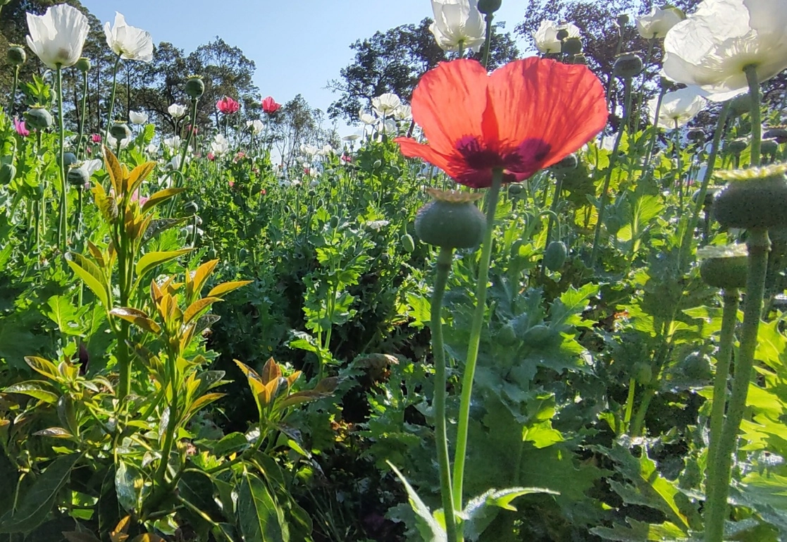 La legalización del cultivo de amapola en los municipios de la Sierra Madre del Sur de Guerrero beneficiaría a entre 20 mil y 30 mil productores de la entidad, afirmó Arturo López Torres, uno de los impulsores de la reglamentación de los opioides. Foto Sergio Ocampo