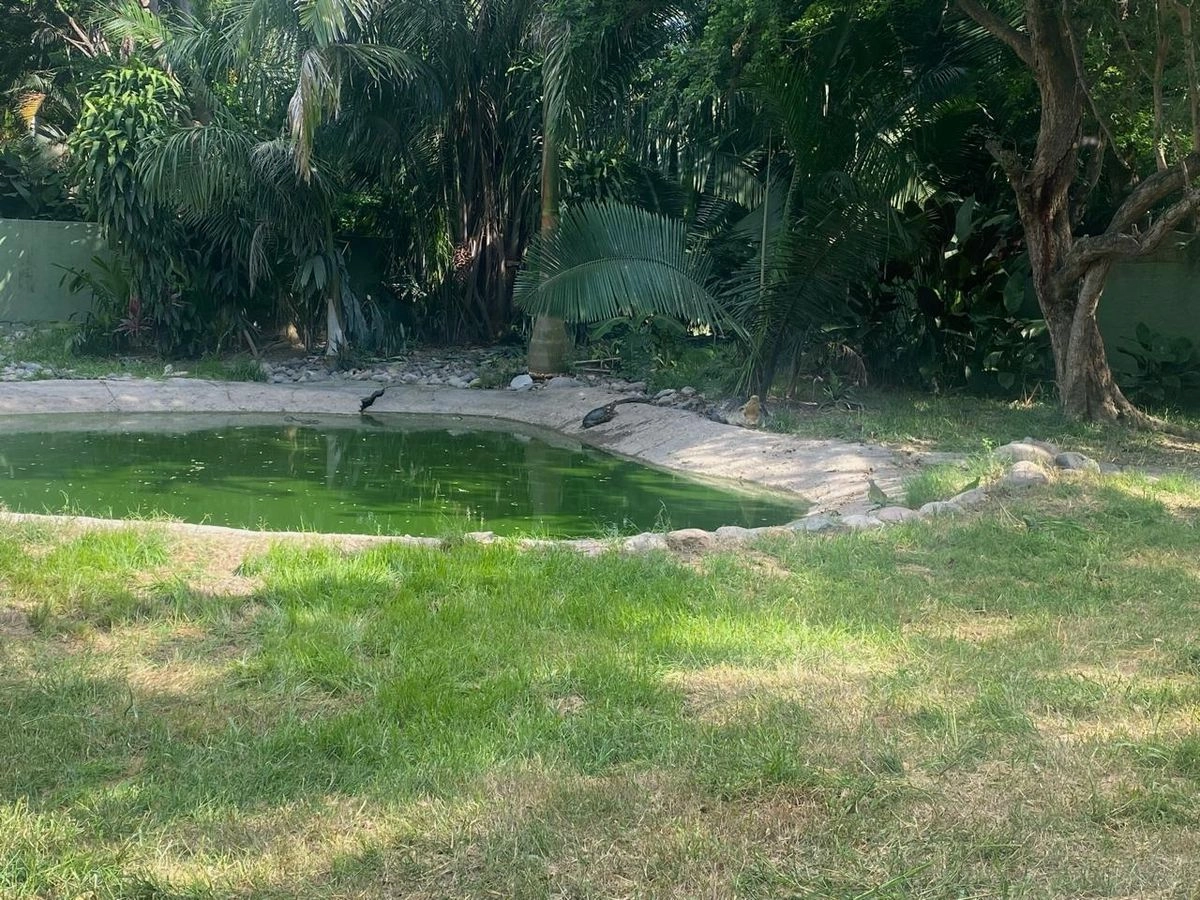 Los cocodrilos se desplazan de manera natural en cuerpos de agua como en Estero el Salado, la zona de Boca de Tomates y la Laguna del Quelele.