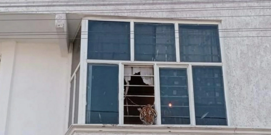Un tigre de ocho meses fue rescatado de un domicilio particular en la colonia Tepenepantla, el pasado 12 de marzo. Foto cortesía Profepa