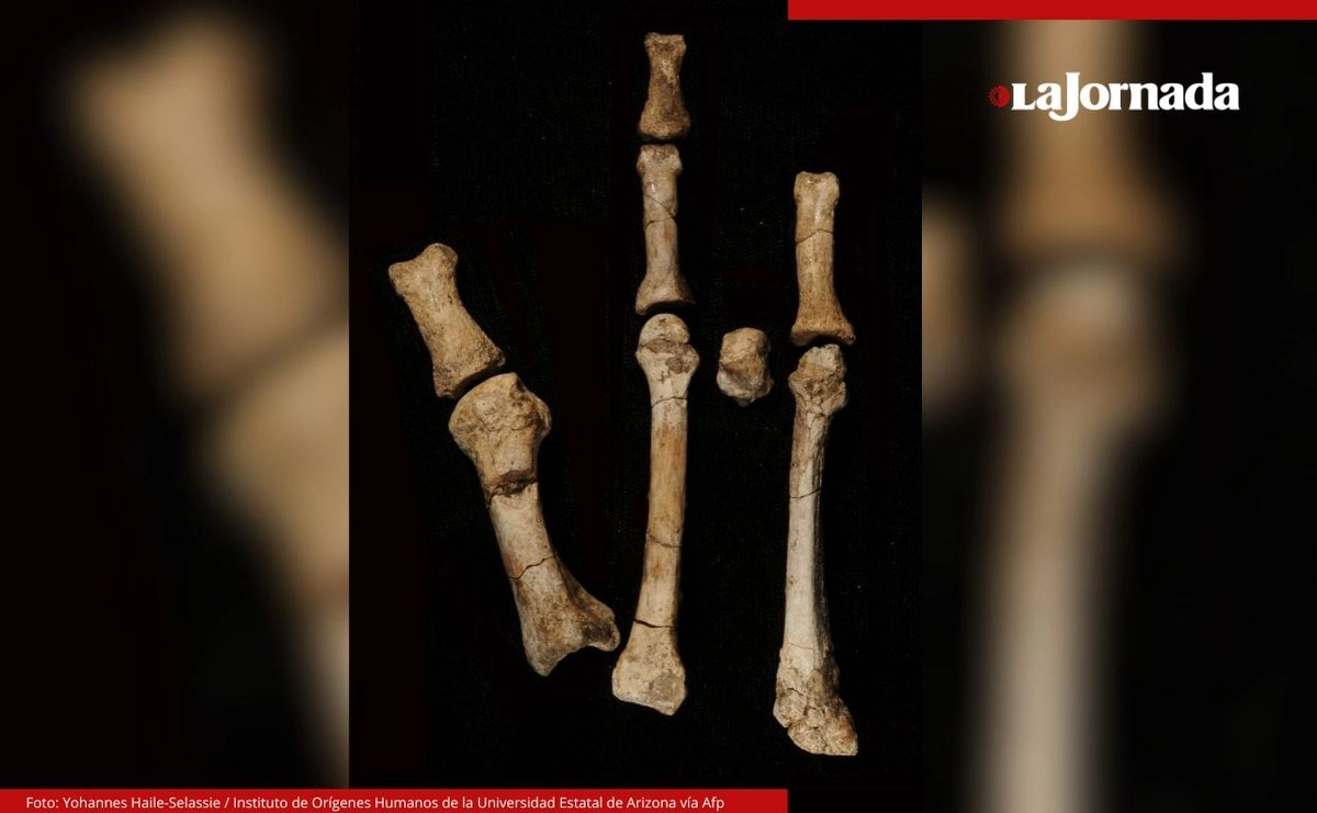 Imagen publicada por el Instituto de Orígenes Humanos de la Universidad Estatal de Arizona muestra el pie de Burtele, en Etiopía. 
