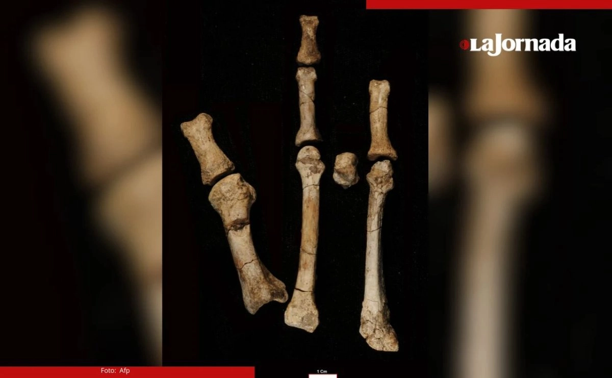  Pie de Burtele, un misterio desde su descubrimiento en la región de Afar, Etiopía.