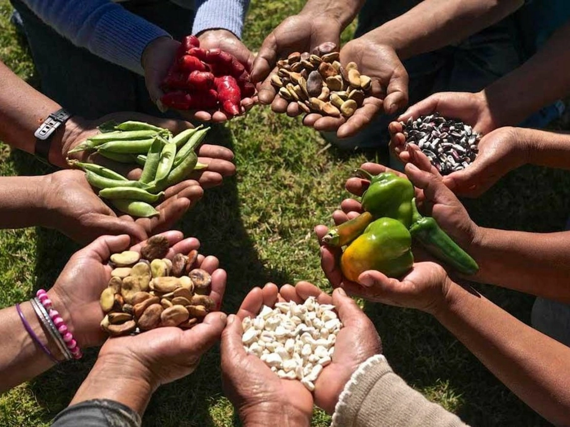 Entre las formas más comunes de piratería de semillas, están el uso ilegal de marcas registradas, el rellenado de envases originales con semillas piratas, la venta de semillas que no han sido producidas bajo procesos que aseguren su calidad y la venta de semillas de calidad robadas que son mezcladas con semillas de baja calidad u con granos. Foto tomada del sitio de  https://www.jornada.com.mx/2020/07/18/delcampo/articulos/semillas-privatizacion.html / Archivo