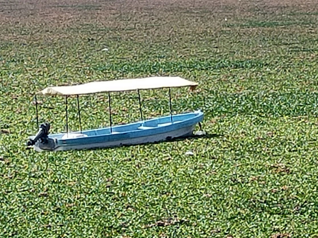 El lirio acuático ha invadido más del 60% de la Laguna de Zumpango, denunciaron. Foto La Jornada

