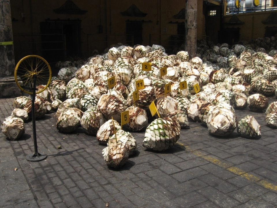 Jimas del maguey en bodega de Tequila, Jalisco. Foto Erika Capuleño