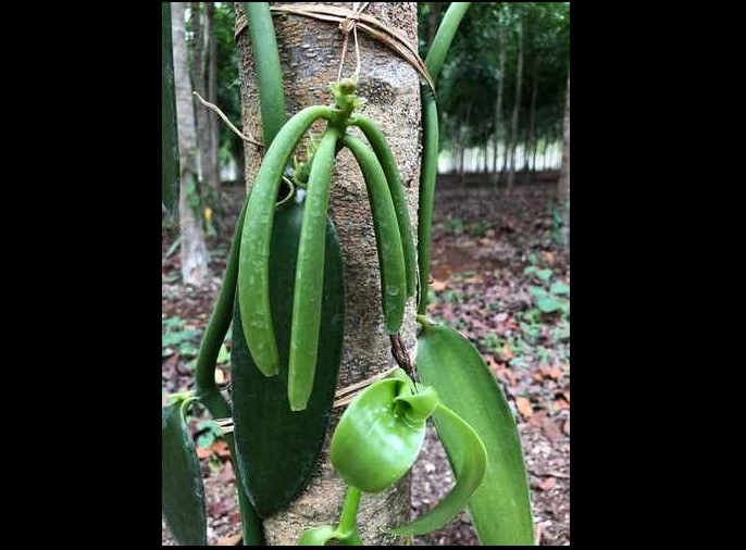 La vainilla tiene denominación de origen en México, pero el país sólo produce uno por ciento del total mundial. Foto Notimex