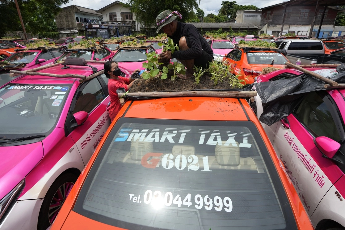 Choferes protestan con “minijardines” en techos de taxis sobre las condiciones precarias en medio de la pandemia en Tailandia, el 16 de septiembre de 2021. Foto Ap