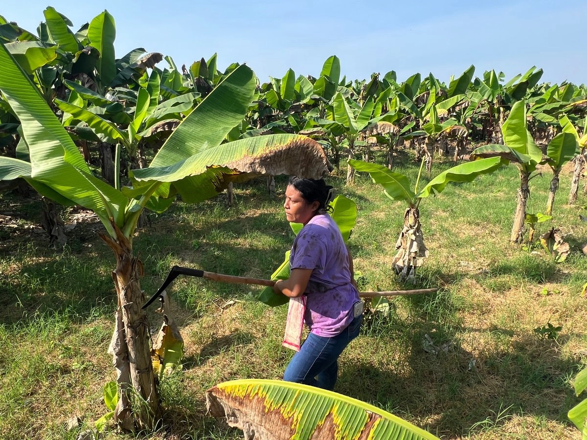Productores de plátano en Chiapas.