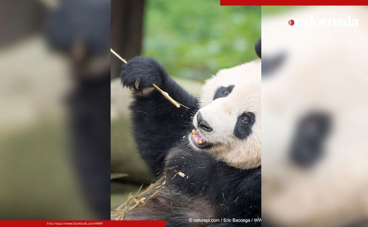 Las autoridades atribuyer el crecimiento de ejemplares a la mejora de la investigación sobre la cría, incluido el establecimiento de una alianza nacional de innovación para la conservación del panda gigante, que reúne recursos para el estudio de cuestiones clave como la diversidad genética.