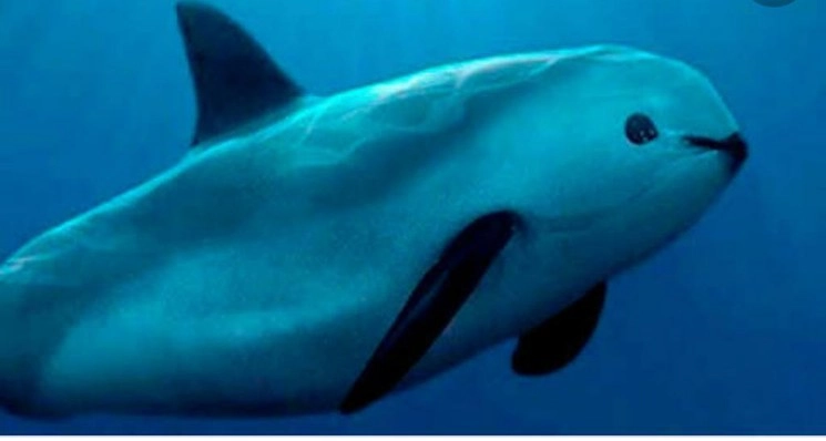Uno de los problemas de la vaquita marina es que sólo se encuentra en una región muy pequeña al norte del Golfo de California. Foto cortesía del doctor Arias