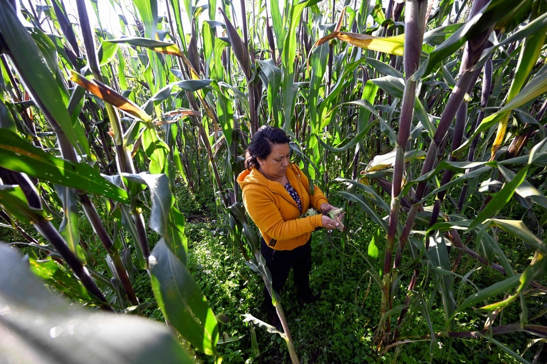 Cosecha de maíz en un terreno comunal en la colonia San Miguel Xicalco, en la Ciudad de México. Foto Afp