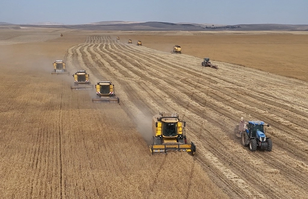 En la imagen, agricultores cosechando trigo en un campo, en el distrito de Polatli, en Turquía. Foto Xinhua / Archivo    