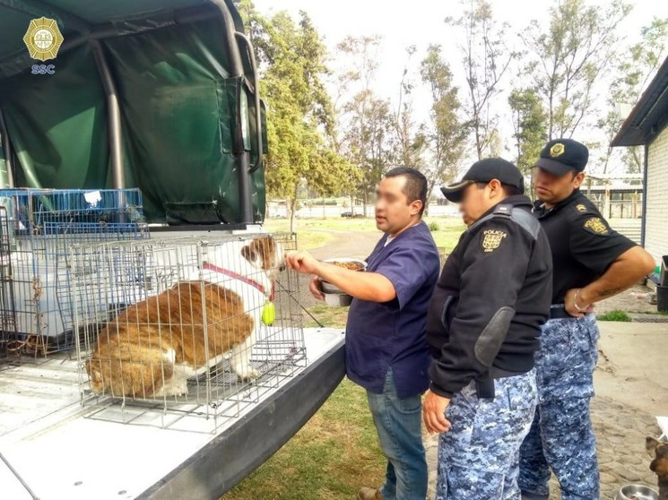 El perro fue rescatado la madrugada de este jueves en una casa en la colonia Doctores, alcaldía Cuauhtémoc. Foto @SSP_CDMX 