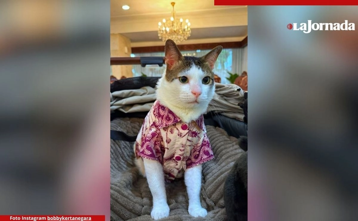 La cuenta de Instagram de 'Bobby Kertanegara', el gato del presidente de Indonesia, cuenta con 992 mil seguidores. Foto 