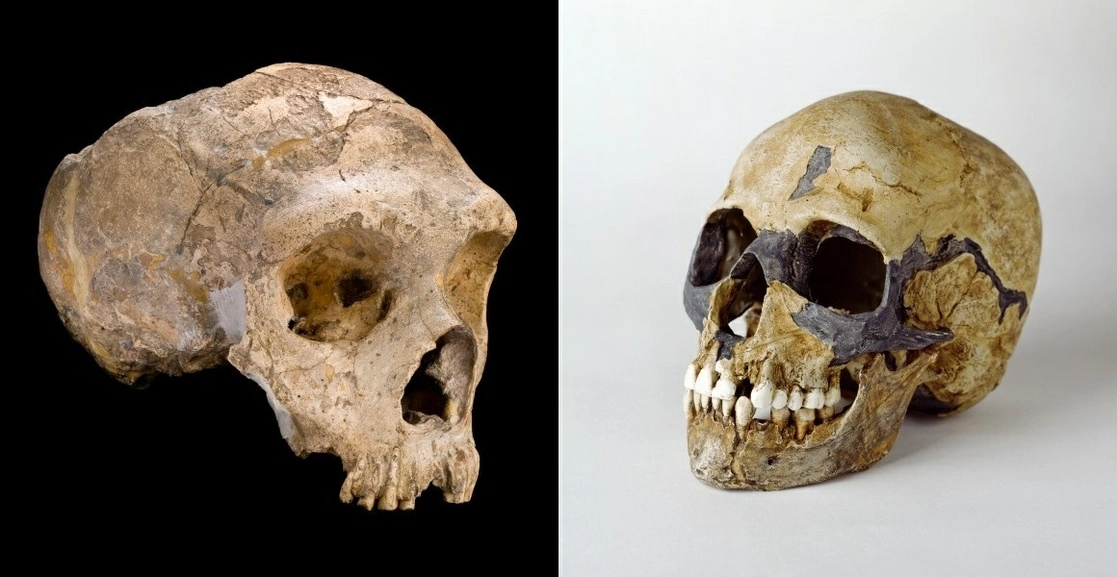 Restos de neandertal, a la izquierda, y de Homo sapiens, a la derecha. Foto Museo Nacional de Historia de Londres / Europa Press