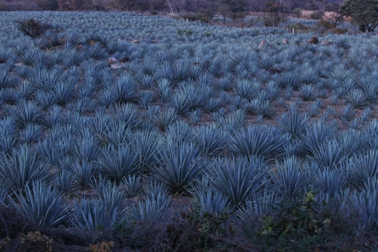 Un plantío de agaves mezcaleros en la comunidad de Palpan, municipio de Miacatlán, en Morelos. Foto Cuartoscuro / Archivo