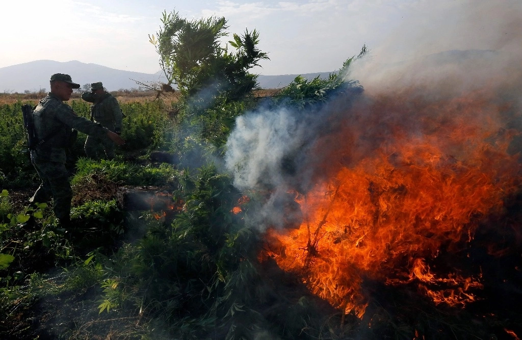 La Sedena quemó ayer plantíos de mariguana en Poncitlán, Jalisco. Foto Afp