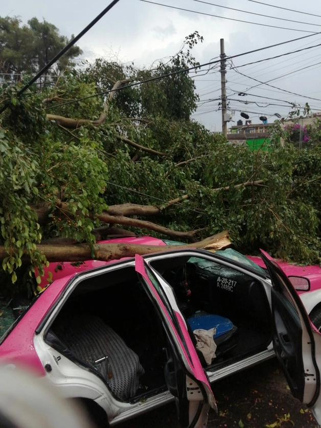 La caída de un árbol fue reportado en la colonia Pensador Mexicano en la alcaldía Venustiano Carranza. Foto Twitter @SGIRPC_CDMX