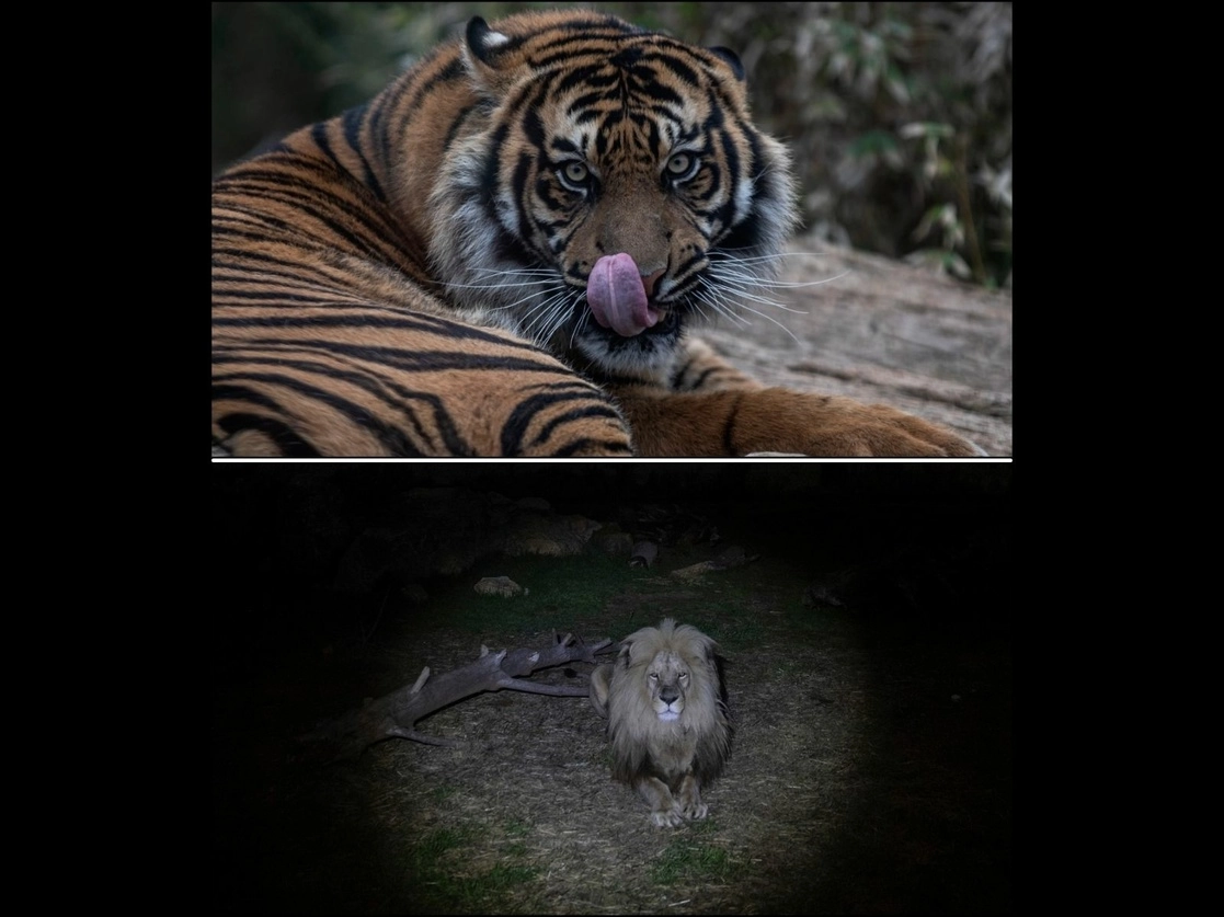 Un tigre de Sumatra y un león de Angola en exhibición en el Parque Zoológico de Attica en Spata, Grecia. Foto Ap