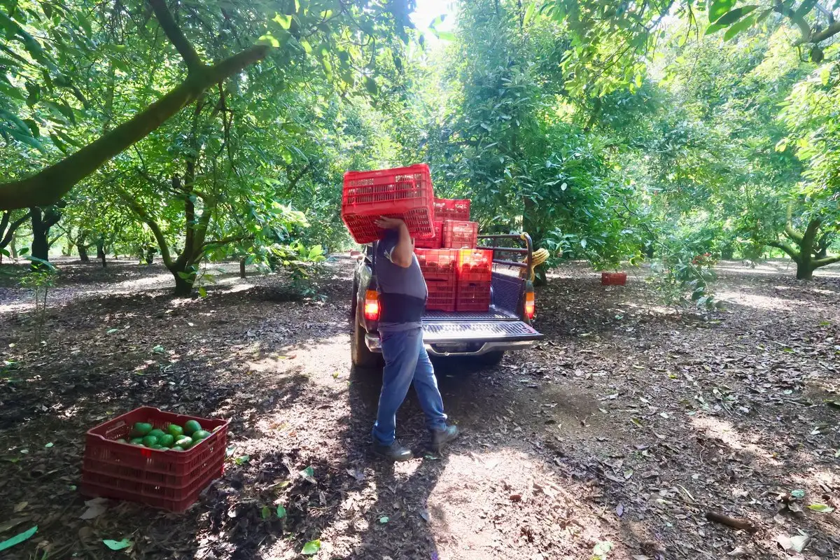 El aguacate es el cultivo de exportación emblemático de la entidad. Foto 
