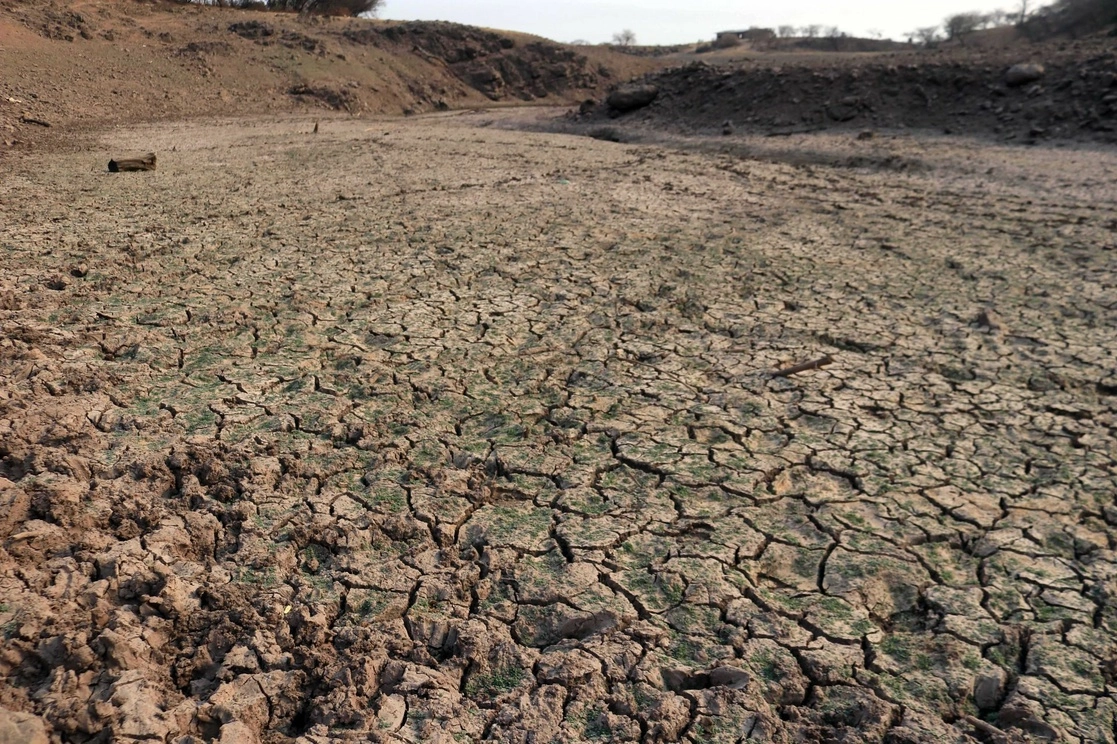 La onda de calor de los primero días de mayo afectó cultivos en varios municipios de Sinaloa. Foto Cuartoscuro