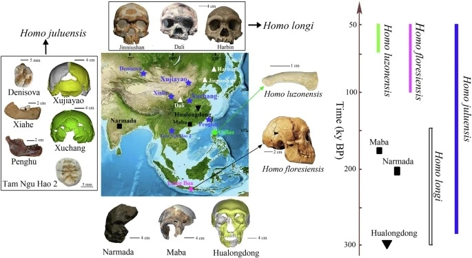 Se propuso que la nueva especie incluyera a los enigmáticos denisovanos, una población conocida principalmente a través de evidencia de ADN de unos pocos restos físicos encontrados en Siberia y unos pocos fósiles encontrados en el Tíbet y Laos. Se necesita más investigación para comprobar esta relación, que se basa principalmente en similitudes entre fósiles de mandíbulas y dientes de estos diferentes yacimientos, según un comunicado sobre el estudio. Foto nature.com 