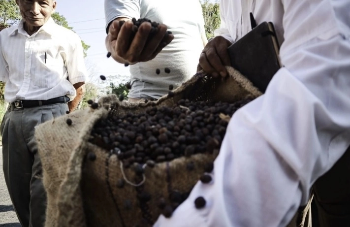 En este contexto, a Brasil, por lejos el mayor productor mundial de café arábica, le quedan pocos granos para vender. Foto Cuartoscuro / archivo