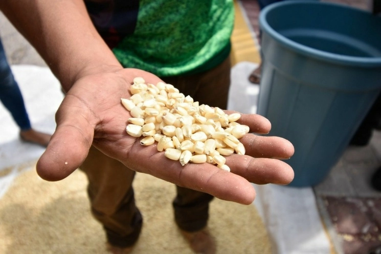 En la imagen, maíz amarillo de un productor en el municipio de Nopaluca, Puebla. Foto José Carlo González / Archivo