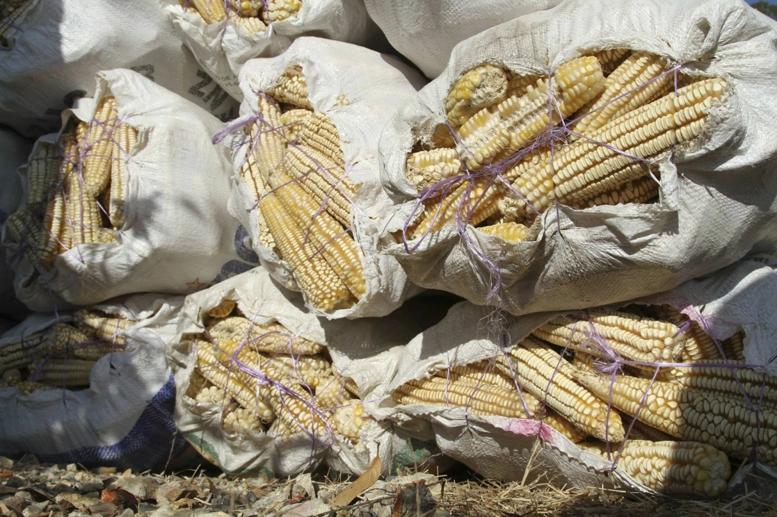 Los precios de los cereales se vieron impulsados, en particular, por un aumento de los precios del maíz, vinculado a una revisión a la baja de las perspectivas de producción en Brasil. Foto Cuartoscuro / Archivo