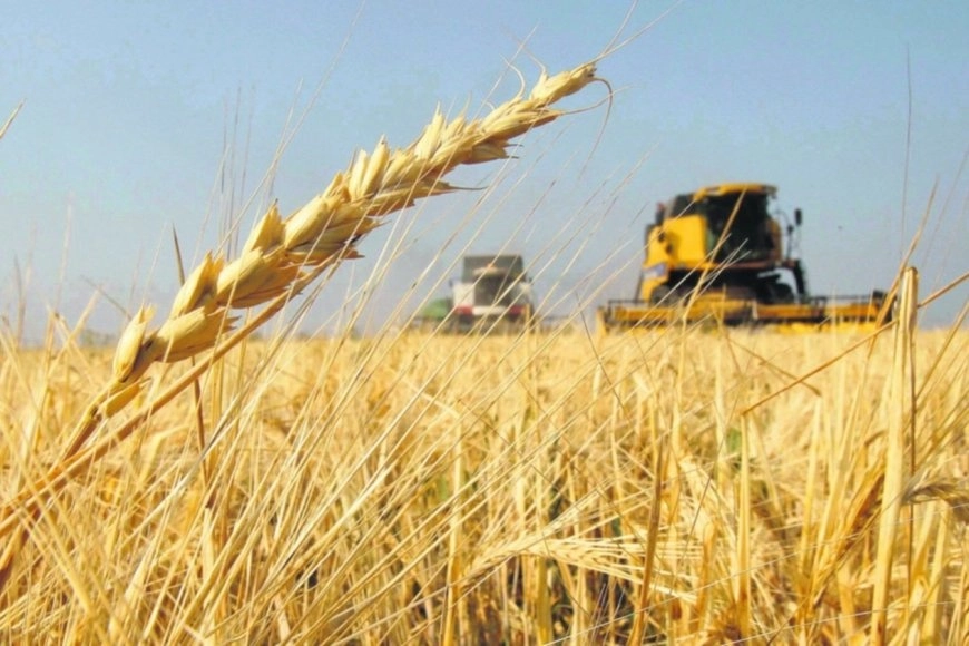 Cosecha de trigo en un campo cerca de Uzunovo, a 170 kilómetros de Moscú. Foto Ap / Archivo