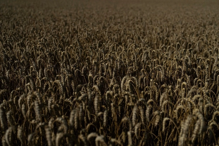 Campo de trigo en la región de Cherkasy, Ucrania. Foto Ap / Archivo