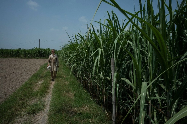 Campo de caña de azúcar en Meerut, India. Foto Ap