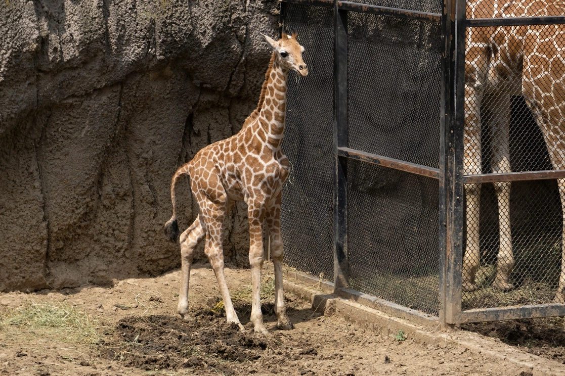 La Asociación de Zoológicos, Criaderos y Acuarios de México indicó ese proyecto legislativo equipara el cuidado y bienestar de los animales de compañía con el de los animales silvestres o de producción. En la imagen, una jirafa joven en el Zoológico de Chapultepec, Ciudad de México. Foto Pablo Ramos / Archivo
