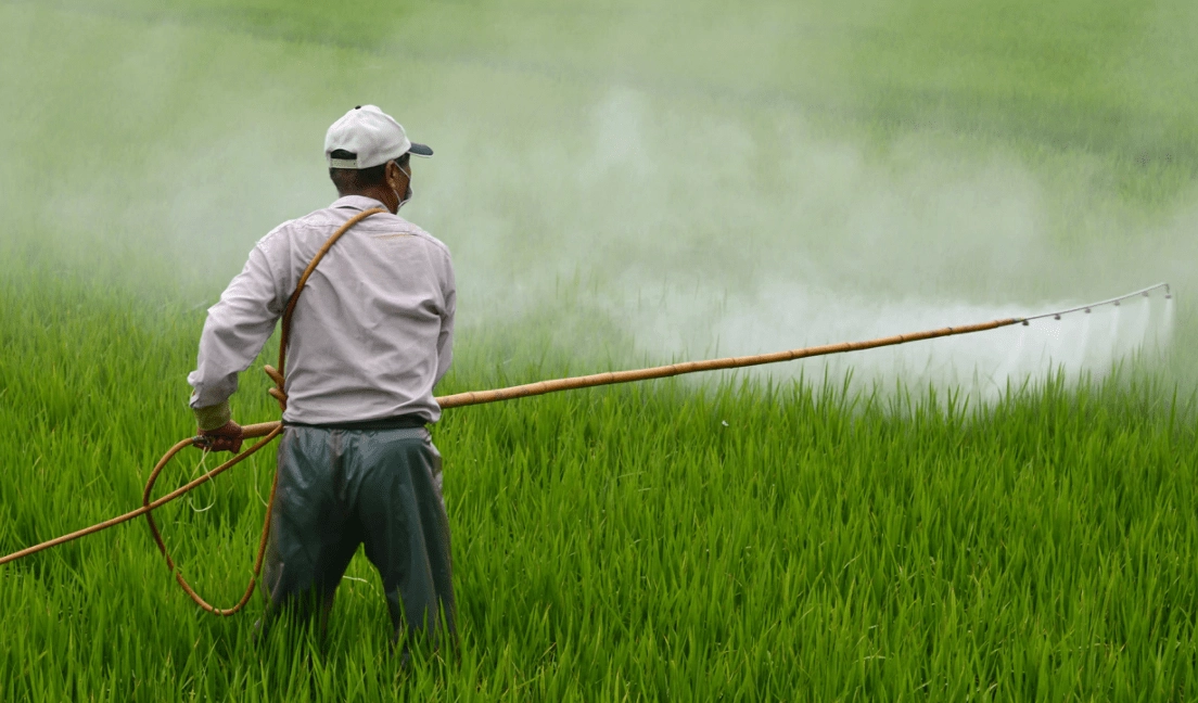 El Gobierno de México busca prohibir el glifosato como sustancia química en cultivos debido al daño que causa en los seres humanos. Foto Semarnat / Archivo