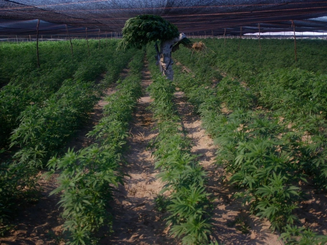 Plantío de mariguana en Ensenada, Baja California. Foto Cuartoscuro / Archivo 