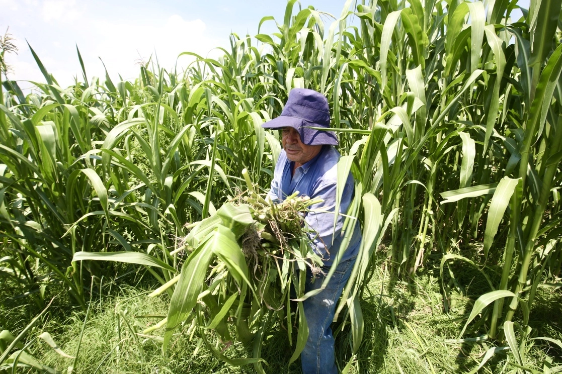 Cultivo de maíz en el ejido de San Juan Ixtayopan, en la alcaldía de Tláhuac, Ciudad de México. Foto Luis Castillo / Archivo