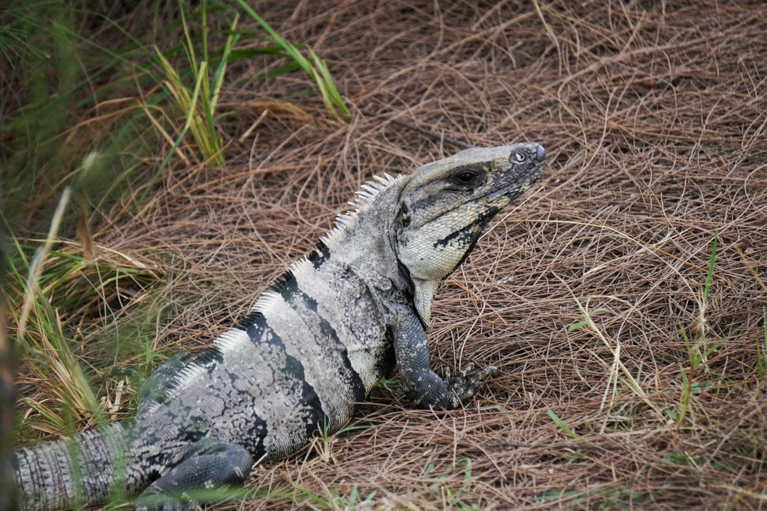 México es el segundo país en el mundo con mayor número de especies de reptiles y buena parte son endémicas. En la imagen, un eemplar de iguana en el Malecón Tajamar, en Quintana Roo. Foto Cuartoscuro / Archivo