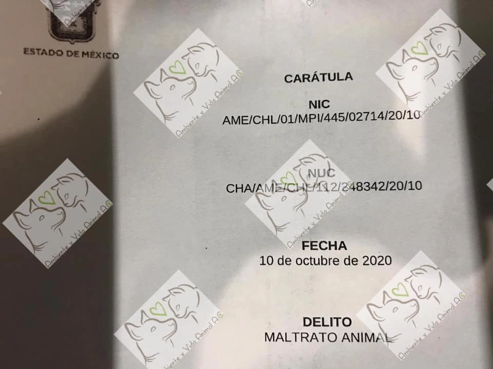 Representantes de la organización Ambiente y Vida Animal se reunieron con la dueña de Masha y la acompañaron al MP para presentar la denuncia por maltrato animal. Foto Facebook @ambienteyvidaanimal