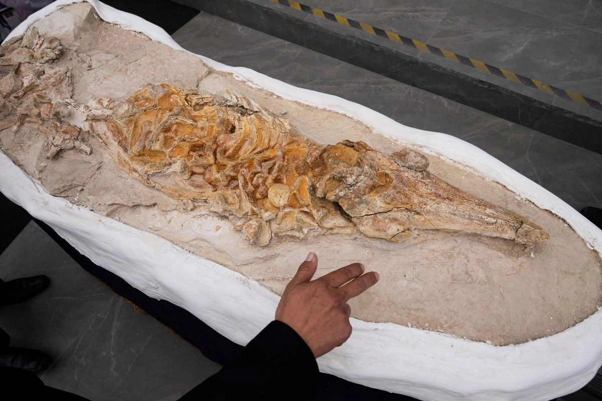 Los restos del fósil fueron encontrados en el desierto de Ocucaje, una zona calurosa a unos 330 km al sur de Lima, dijo el paleontólogo Mario Urbina, que participó en el hallazgo. Imagen del 17 de septiembre de 2025. Foto 