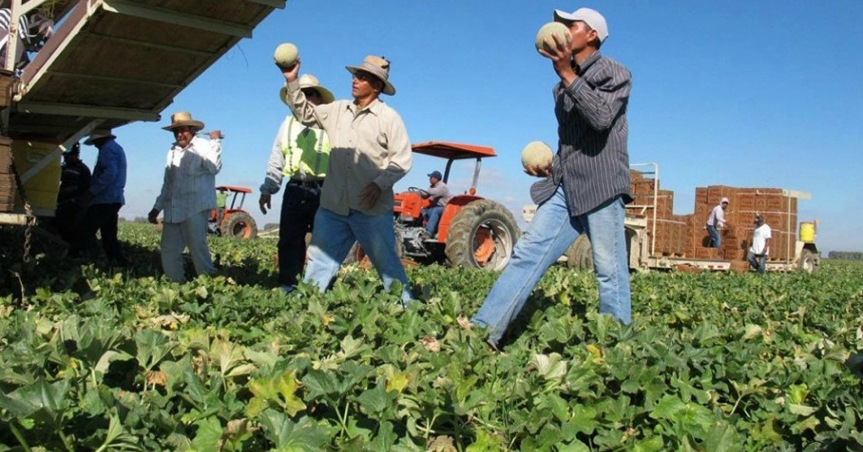 Trabajadores en la cosecha de melones en California. Foto Ap / Archivo