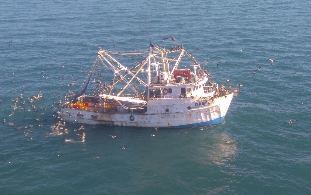 Elementos de Profepa asesuraron un buque por pescar en área de refugio de la vaquita marina, especie que está en peligro de extinción. Foto Cuartoscuro