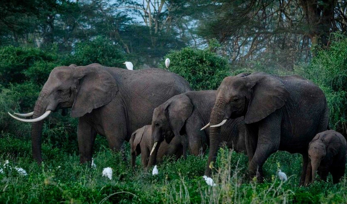 Un supuesto cazador furtivo murió tras ser pisoteado por una manada de elefantes cuando intentaba huir de los guardaparques junto a dos cómplices. Foto Afp / Archivo 