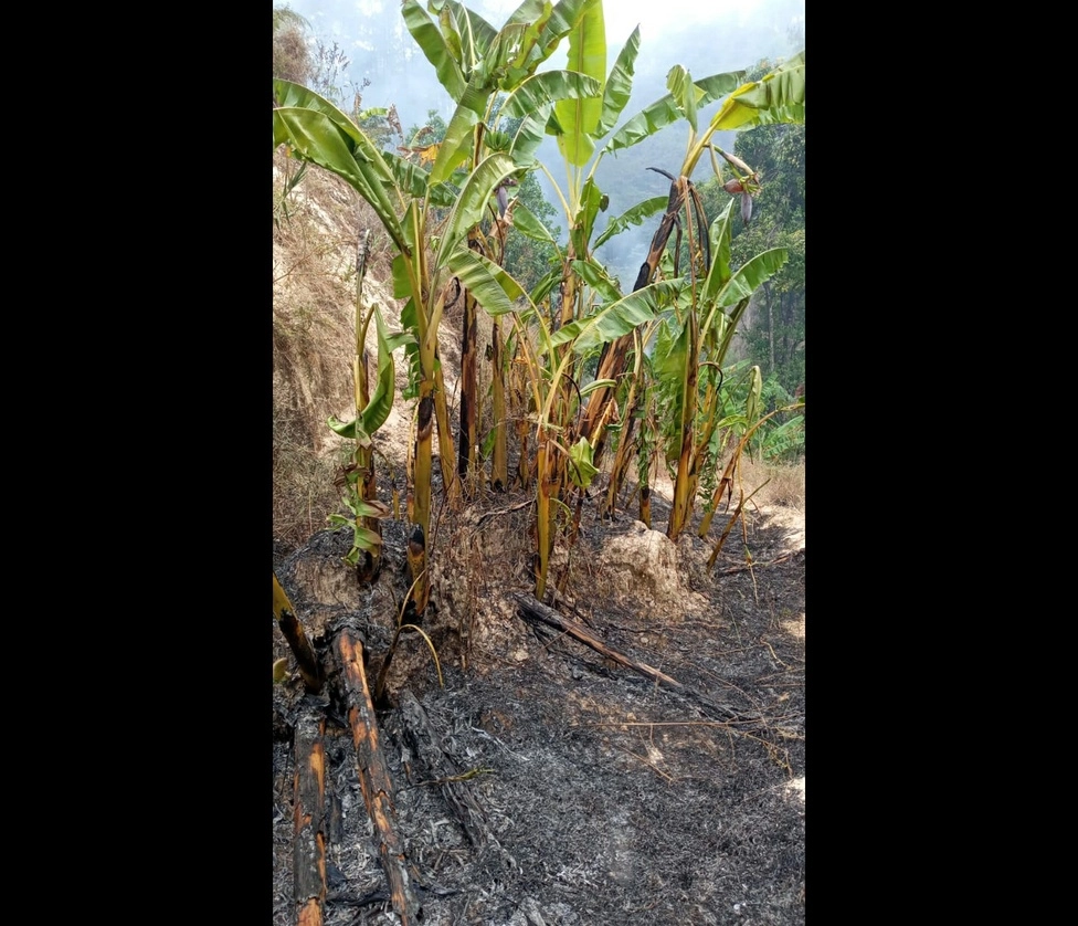 Un incendio forestal que ha consumido entre 50 y 60 hectáreas, entre bosque y siembra, en la comunidad de Cieneguilla, habría sido provocado por presuntos pistoleros al servicio del Multi, indicó la diputada federal suplente Emelia Ortiz García. Foto ‘La Jornada’
