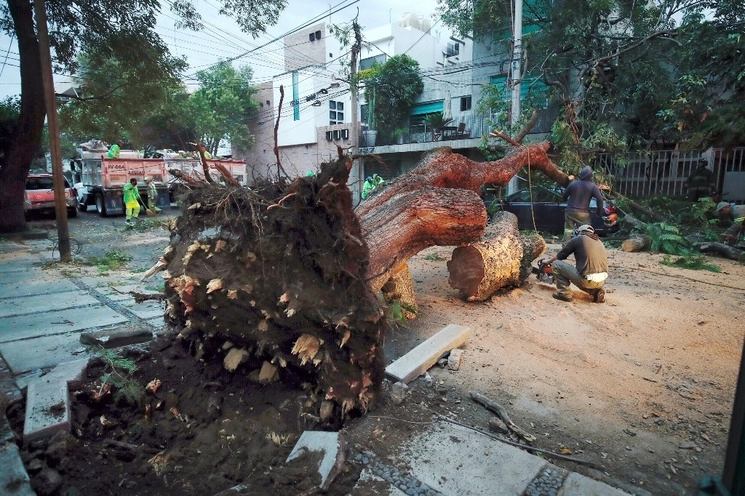 Trabajadores del gobierno y bomberos retiran el árbol que cayó ayer, al reblandecerse la tierra por las lluvias, en la calle Nicolás San Juan, casi esquina con Parroquia, en la colonia Del Valle Sur. Foto Cristina Rodríguez 